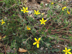 Gorteria piloselloides