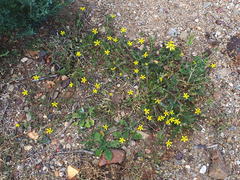 Gorteria piloselloides