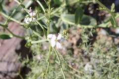 Physorhynchus chamaerapistrum