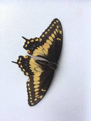 Papilio polyxenes americus