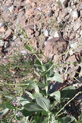 Physorhynchus chamaerapistrum