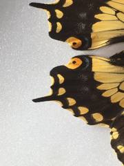 Papilio polyxenes americus