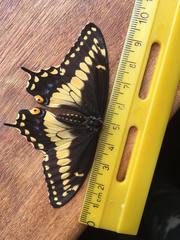 Papilio polyxenes americus