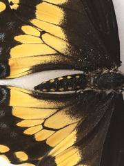 Papilio polyxenes americus