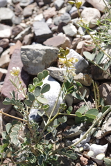 Senna italica