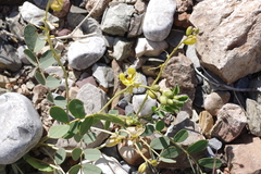 Senna italica