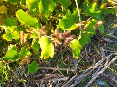 Xanthium strumarium