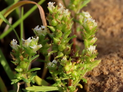 Dischisma ciliatum ciliatum