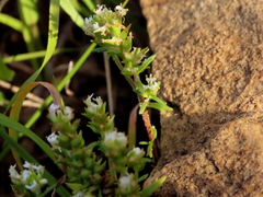 Dischisma ciliatum ciliatum