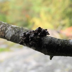 Tuckermanopsis sepincola