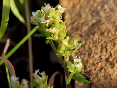 Dischisma ciliatum ciliatum