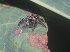 Hyllus diardi