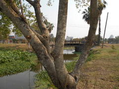Cordia americana
