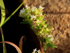 Dischisma ciliatum ciliatum