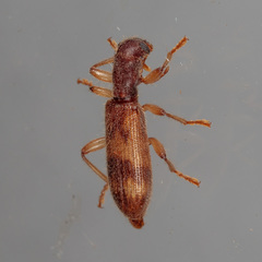 Cymatodera undulata