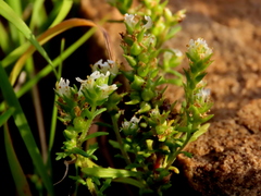 Dischisma ciliatum ciliatum