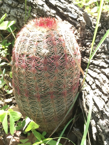 rainbow hedgehog cactus
