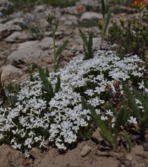 Phlox hoodii