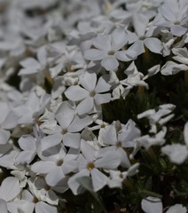Phlox hoodii