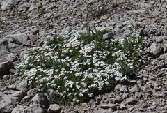 Phlox hoodii