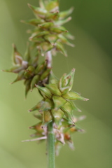 Carex wiegandii
