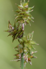 Carex wiegandii