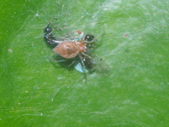 Anaxibia pictithorax