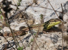 Podarcis waglerianus