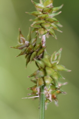 Carex wiegandii