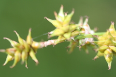 Carex wiegandii