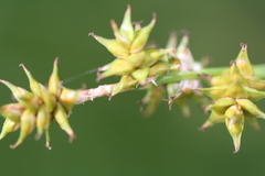 Carex wiegandii