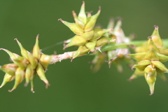 Carex wiegandii