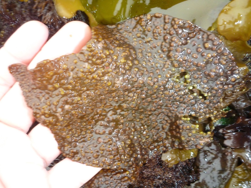 Mazzaella oregona