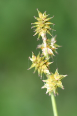 Carex wiegandii