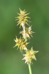 Carex wiegandii