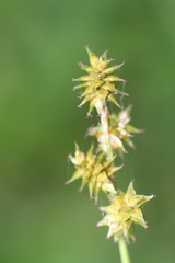 Carex wiegandii