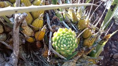 Echeveria setosa setosa