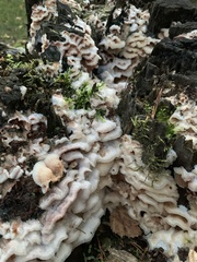 Merulius tremellosus