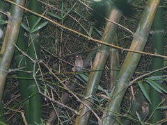 Otus lempiji