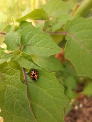 Harmonia axyridis
