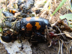 Nicrophorus interruptus