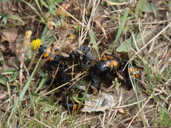 Nicrophorus interruptus