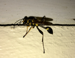 Sceliphron asiaticum