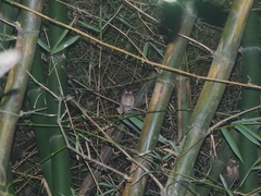 Otus lempiji