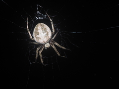 Neoscona theisi