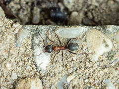 Formica rufibarbis