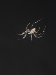 Neoscona nautica