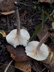 Hygrophorus hedrychii