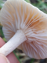Hygrophorus hedrychii