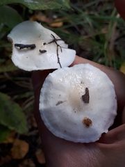 Hygrophorus hedrychii